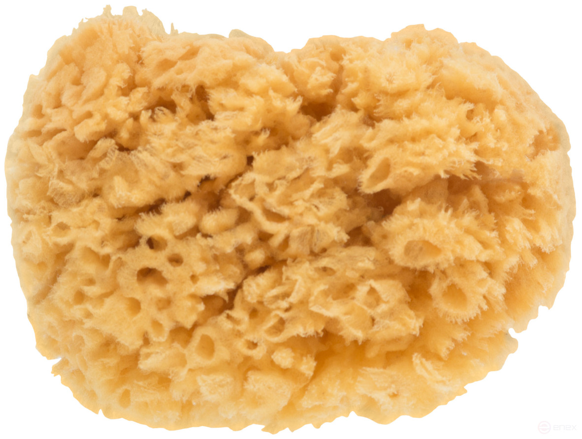 Natural sea sponge, for decoration, 100x110 mm