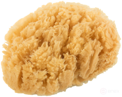 Natural sea sponge, for decoration, 100x110 mm