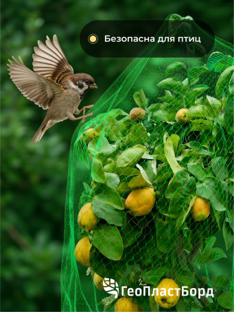 Garden netting to protect plants and crops from birds Geoplastboard 2x10 m color green