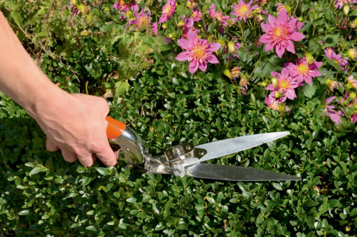 3-позиционные ножницы для травы с пластиковой рукояткой