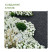 Plastic garden border MANGO LIGHT 10 m height 38 mm black