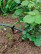 Drip irrigation pegs 40 pieces for tube d 16mm brown
