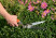 3-позиционные ножницы для травы с пластиковой рукояткой