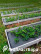 PVC plastic bed 1x3 m height 14 cm, grey