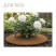 Coconut barrel circle 5 pieces 30 cm Coconut fiber 100 %