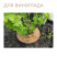 Coconut mulch, trunk circle 90 cm, set of 5 pcs. substrate Mulch