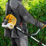 DGT-43-PRO gasoline trimmer, anti-vibration, 43 cm3, non-detachable, consists of 2 parts Denzel