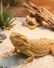 Products for animals
